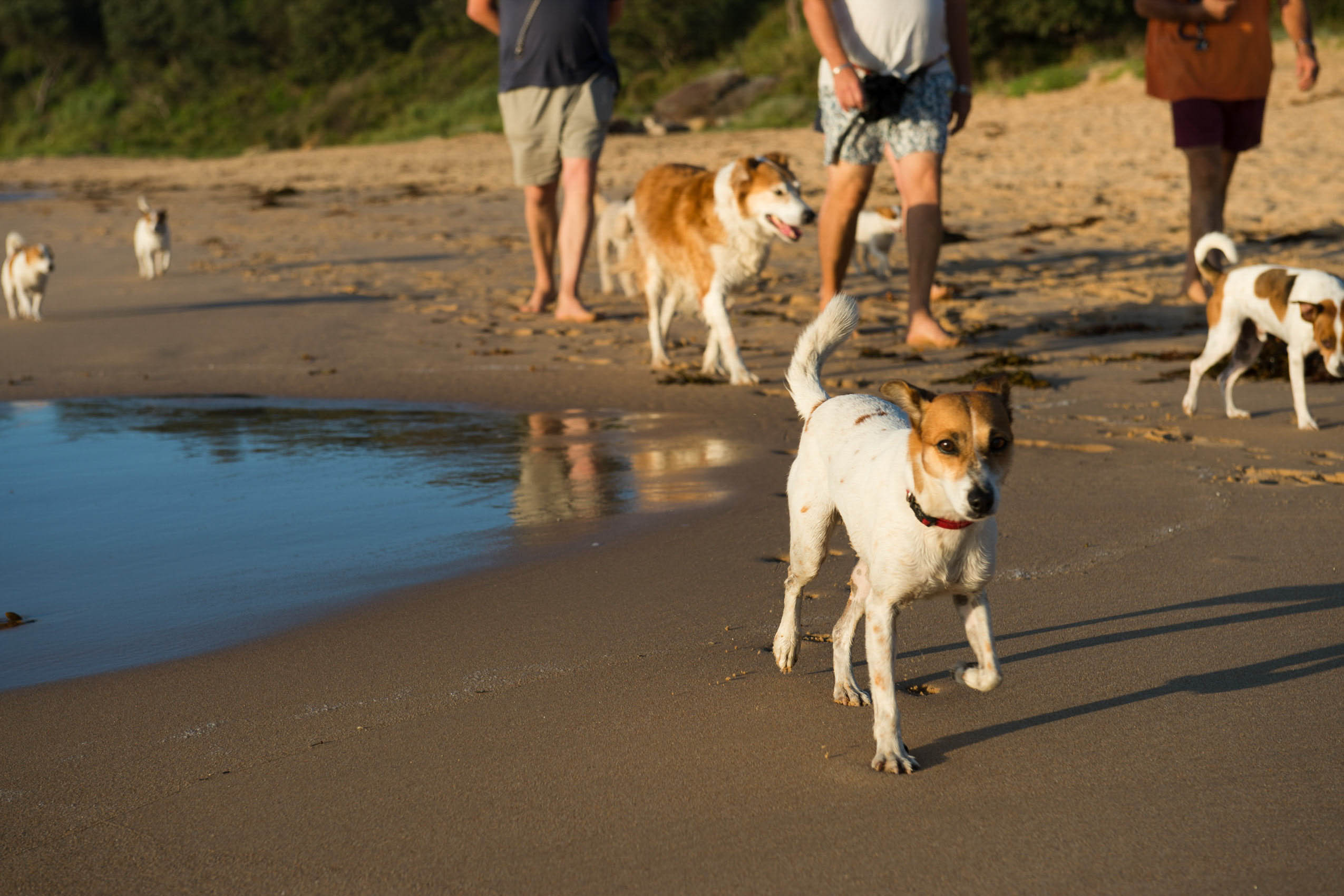 O18-200 dogs morning beach walk