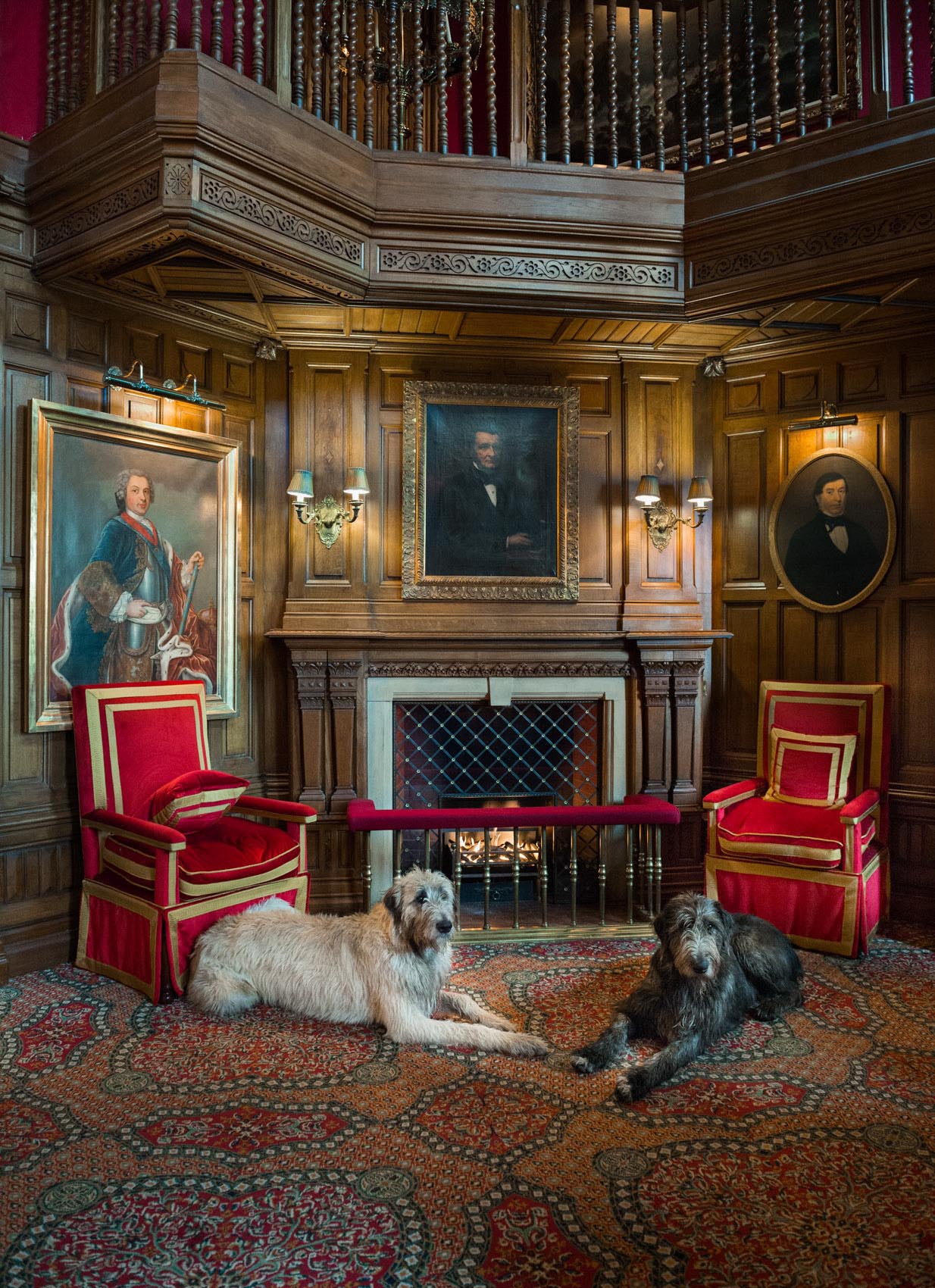 O18-565 Irish Wolf hounds at Ashford Castle, Ireland