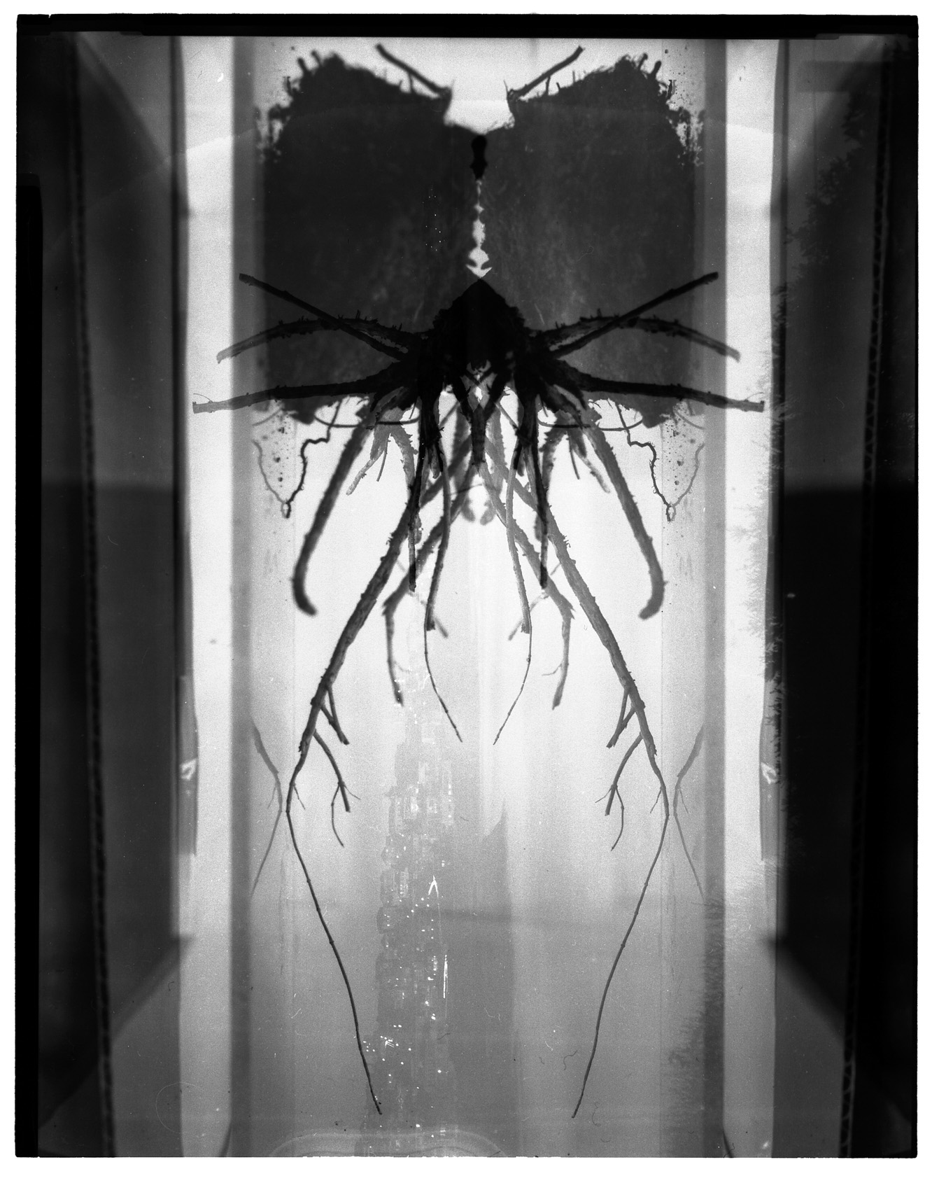 rorschactaracnid